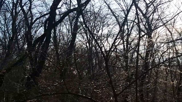 Сказки Зимнего леса. смотреть онлайн