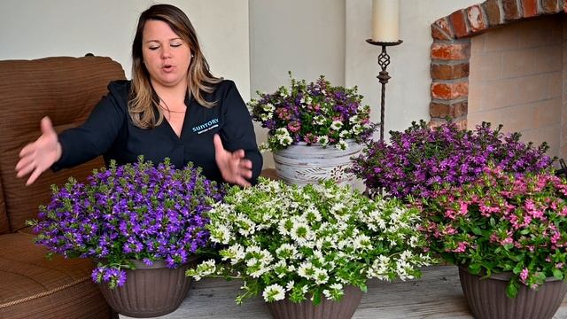 Surdiva scaevolas are compact and colorful! смотреть онлайн