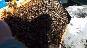 Сокращение пчёл весной.