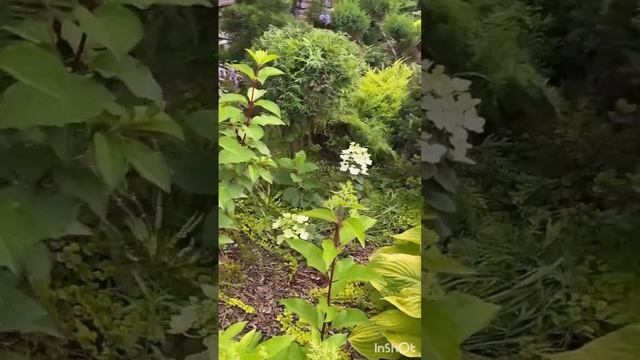 СОРТА ГОРТЕНЗИЙ И ВЕЧЕР В САДУ смотреть онлайн