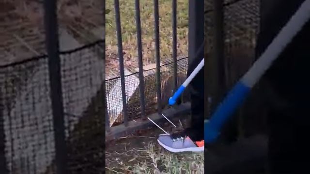 Опоссум в клетке.Попался в место белки.Освобождение рядового опоссума. смотреть онлайн