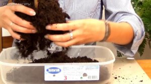 Бонсай из клена. Посадка.