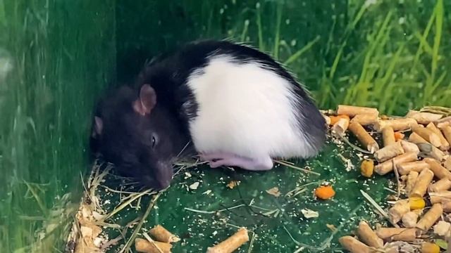 Влог ? Приехали в М.Видео! Ищу печь! Как всегда, зашли в Зоомагазин! Семья в России/ MARY MI Vlog смотреть онлайн