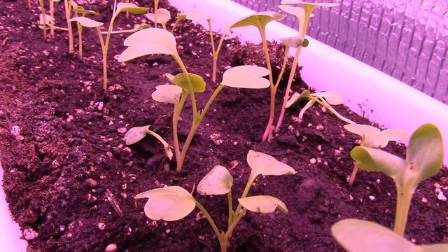 Редиска ускоренная в 300 раз. смотреть онлайн