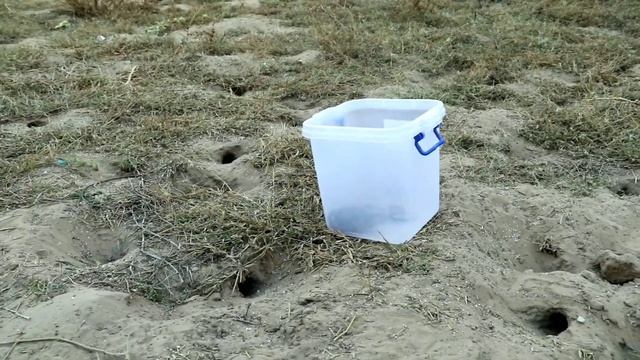 plastic animals find snake,cobra snake, anaconda python..13+ смотреть онлайн
