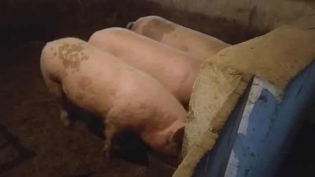 Дюрок мясо, сало, поросята смотреть онлайн