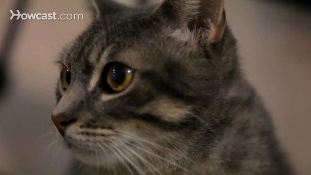 Cat First Aid You Should Know | Cat Care смотреть онлайн