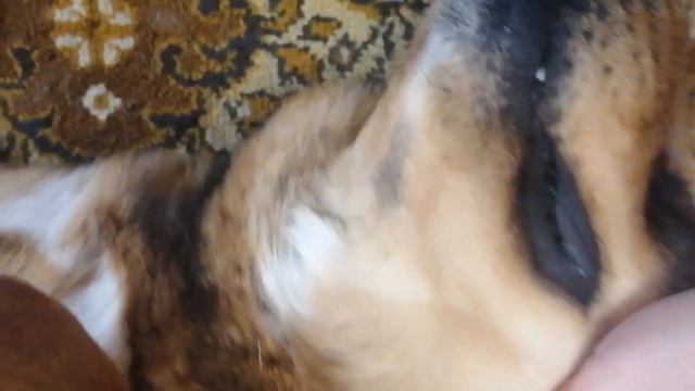 СНЯЛИ С КЛИПСЫ 11 КЛЕЩЕЙ ⚠️ смотреть онлайн