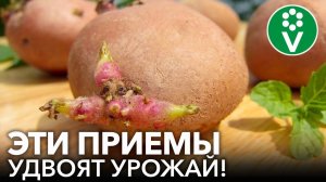 ЗОЛОТЫЕ ПРАВИЛА ПОДГОТОВКИ КЛУБНЕЙ КАРТОФЕЛЯ К ПОСАДКЕ! Урожай картошки будет всем на зависть!