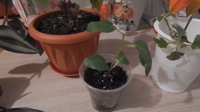 Новые растения.Сею семена ампельной бегонии.Варенье из кабачка.Сушеная рыба. смотреть онлайн