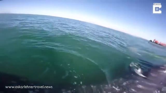 Все хотят погладить кита и тайна сия великая есть. смотреть онлайн