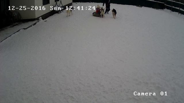Хаски Онлайн. Husky online (Камера на улице) смотреть онлайн