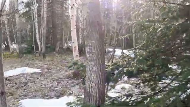 Поездка в сибирскую тайгу за черемшой. смотреть онлайн