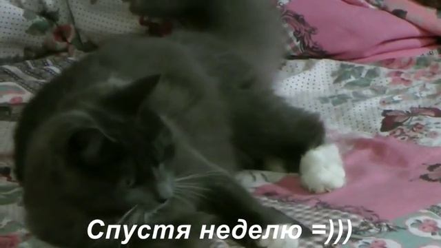 Фиджи едет домой история Живанши и Мишель