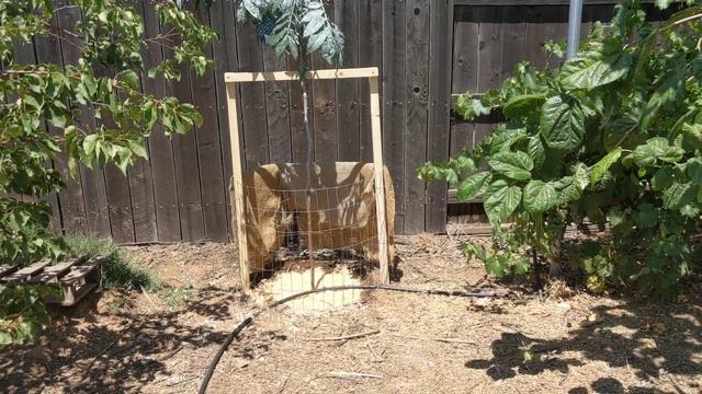 Посадил ещё одну диковину-- Ice cream bean tree. смотреть онлайн
