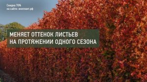 ЖИВОЙ ЗАБОР из КУСТАРНИКА. 15 нетребовательных сортов для маскировки от посторонних глаз