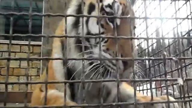 Тигры в клетке смотреть онлайн