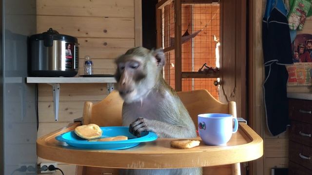 Игры за столом.Домашние макаки (Гиббон Максим, Макаки Семён и Мотя) смотреть онлайн