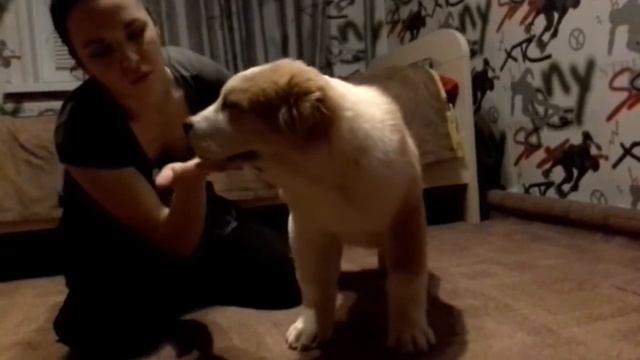 Магия 3,5 мес продается !!!! смотреть онлайн