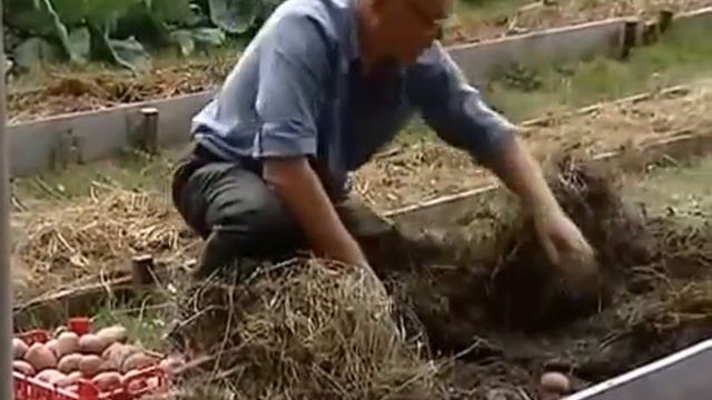 картошка ----- без окучивания, полива, и подкормки смотреть онлайн