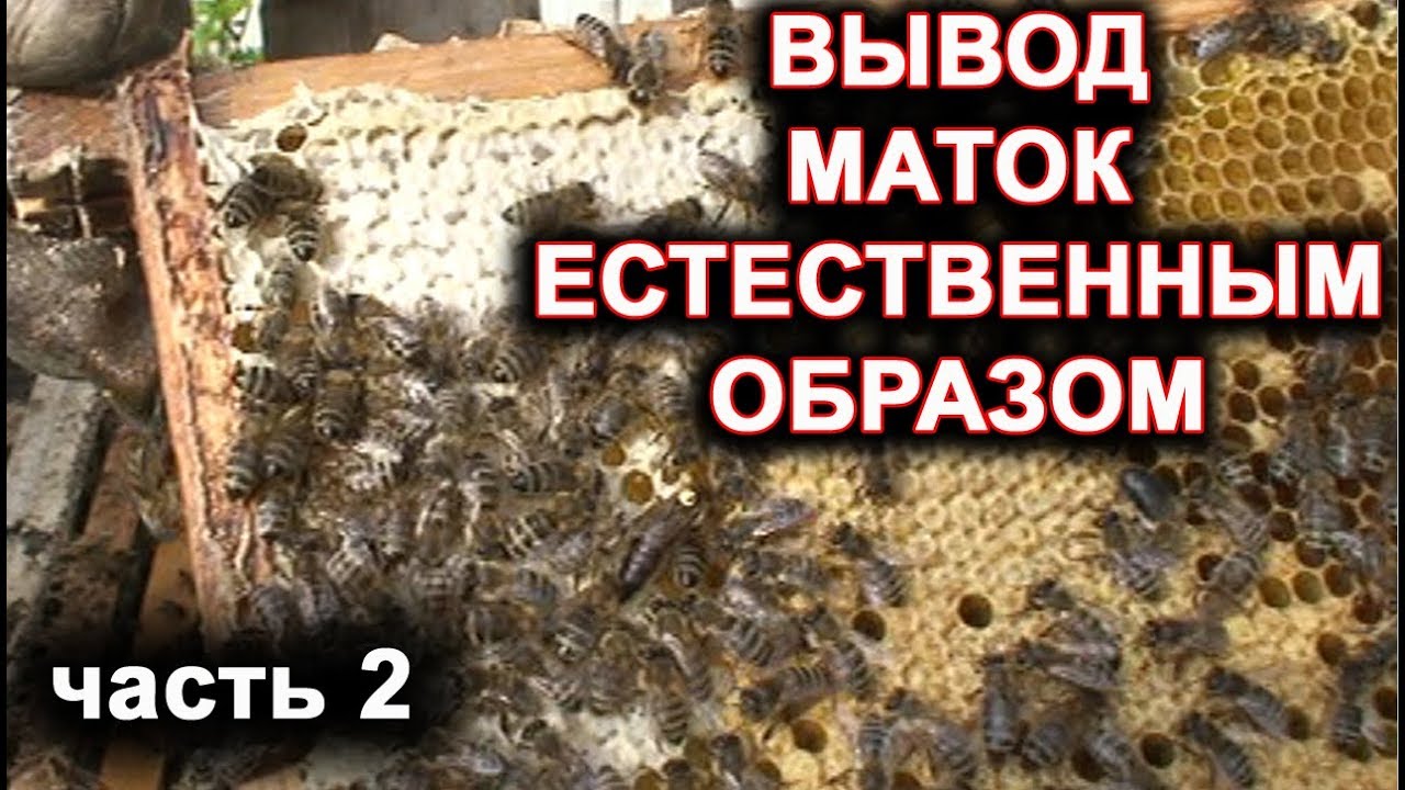 Вывод маток естественным способом. часть 2. смотреть онлайн