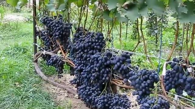 Виноград. Сорт - Надежда АЗОС. 2011 год... смотреть онлайн