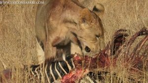 «SCARFACE LION» - THE FORMER KING OF MASAI MARA AND OTHER LION PRIDES.