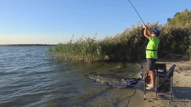 РЫБАЛКА на ФИДЕР ОСЕНЬЮ!!! ЛЕЩ и СОМ на СВЕТЛУЮ ПРИКОРМКУ смотреть онлайн
