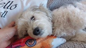 Самая диванная собачка. Havanese. Гаванский бишон  Стелла  отдыхает.