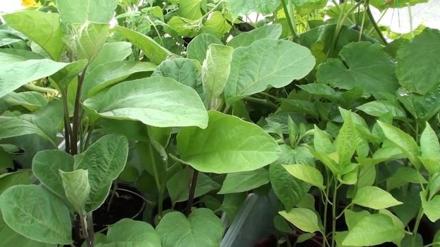 Моя маленькая теплица. Особенности выращивания рассады. смотреть онлайн