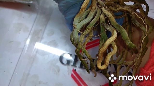 Пересадка орхидеи Африканский закат. смотреть онлайн