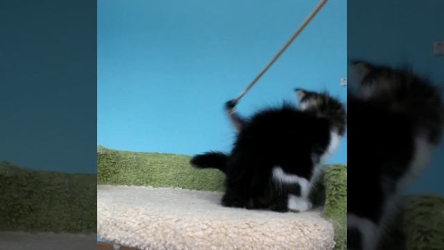 Мальчик Мейн Кун Гусар. Boy Maine Coon Gusar. смотреть онлайн