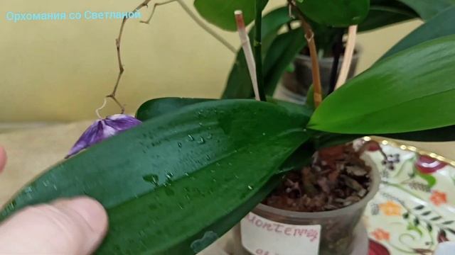 Как быстро пробудить корни у "" сонных "' деточек на орхидеях. ??? смотреть онлайн