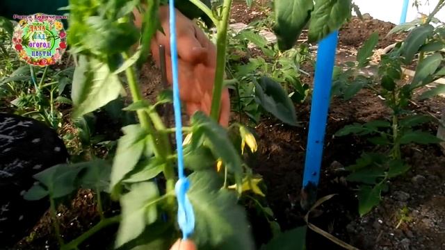 Как же удержать 10 кг. томатов в воздухе? Легко. Лайхфаки от Раисы Горяченко и Александра Волик смотреть онлайн