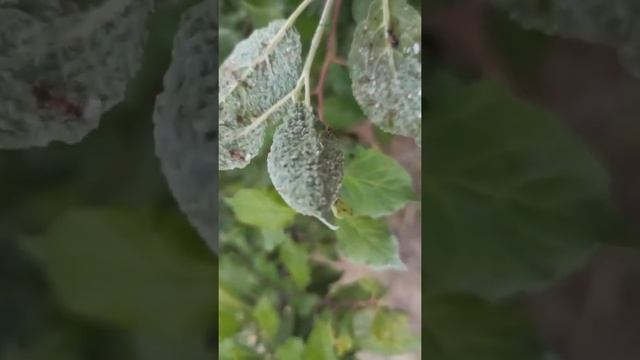 1 Личинки божьих коровок едят тлю Хищные полезные насекомые #shorts смотреть онлайн
