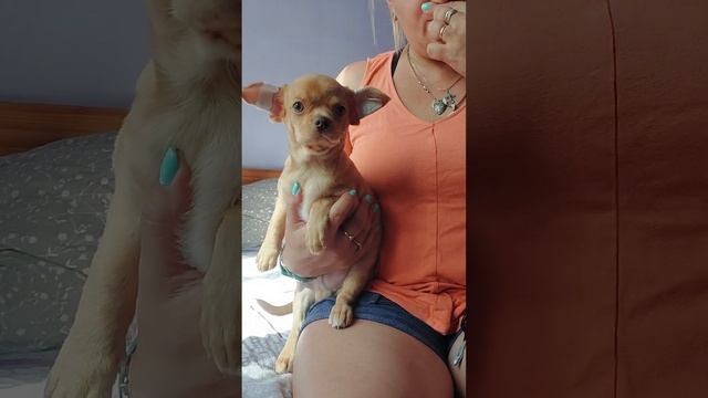 стрижем коготки Иван Царевич ( продан) питомник чихуахуа Кастропуло Крым ❤️ смотреть онлайн