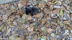 Щенки спаниеля отдаём бесплатно - то есть даром в хорошие руки !