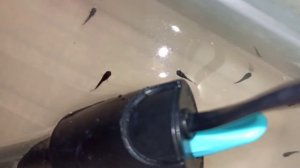 Мальки моллинезии / Размножение / Уход