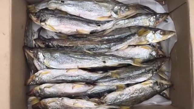 Корюшка вяленая с икрой смотреть онлайн