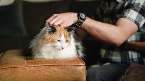 Как ухаживать за котёнком