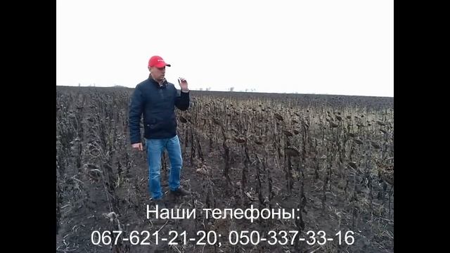 Результаты позднего посева подсолнечника Аракар смотреть онлайн