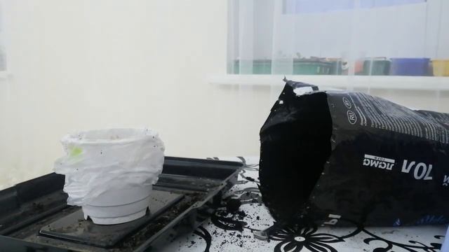 Лилии посадка в горшки. смотреть онлайн