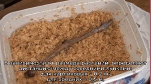 Когда пересаживать хосту