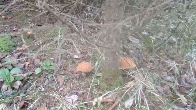 За грибами с косой.Рай для красноголовиков.Грибы 2021.Тихая охота.Это надо видеть сколько грибов