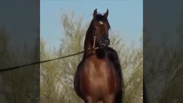 Арабский скакун во всей своей красе!!!