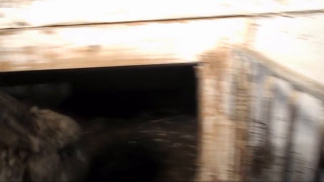 Результаты эксперимента кормления кроликов по моему методу.Питание кормящих крольчих горохом. смотреть онлайн