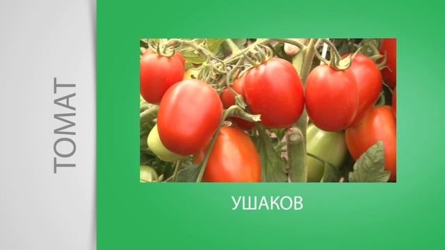 Томатный хит смотреть онлайн