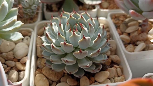 Echeveria Cuspidata  Zaragozae