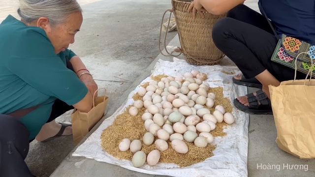 Harvesting Duck Eggs Go To The Market To Sell, Plant Fruit Trees | Hoang Huong Daily Life