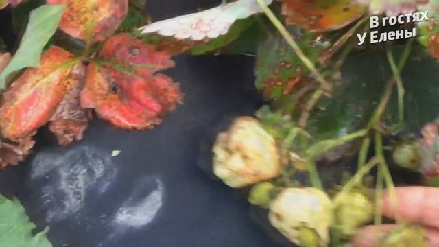 ДАЧА. ПРИШИЛИ ПОЛИКАРБОНАТ. ЧТО С ОГОРОДОМ. Я ДОМА. КЛУБНИКА. ПЕРЦЫ. ТОМАТЫ. смотреть онлайн